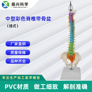 Modèle de démonstration médicale de la colonne vertébrale humaine simulée, taille moyenne, avec ceinture vertébrale colorée et bassin (type suspendu) - Product Image 5
