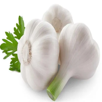 Poudre d'ail de qualité supérieure, norme GMP, qualité alimentaire, blanche, fine, 80 mesh, extrait par solvant d'allicine, certifiée Halal, emballée sous vide