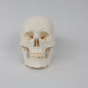 Modelo de Cráneo Ortopédico de PVC DARHMMY - Cráneo Humano Adulto Detallado para Entrenamiento Médico - Product Image 4