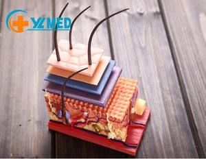 बच्चों के शैक्षिक मानव शरीर रचना विज्ञान शिक्षण ब्यूटी सैलून प्रदर्शन के लिए 19 भागों के साथ बड़े मानव त्वचा शरीर रचना मॉडल - Product Image 2