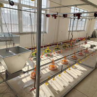 Nouveau élevage de poulets avec équipement de sol pour poulets de chair et cage pour poulets de chair Construction automatique en acier galvanisé