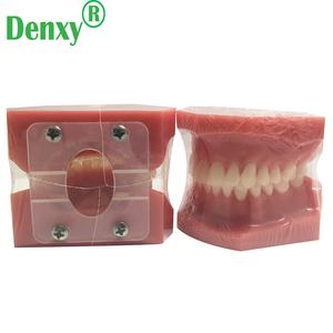 Denxy qualità resina denti ortodontici modello rosso malattia dentale modello dente formazione dentista nella scuola ortodontico typodont - Product Image 3