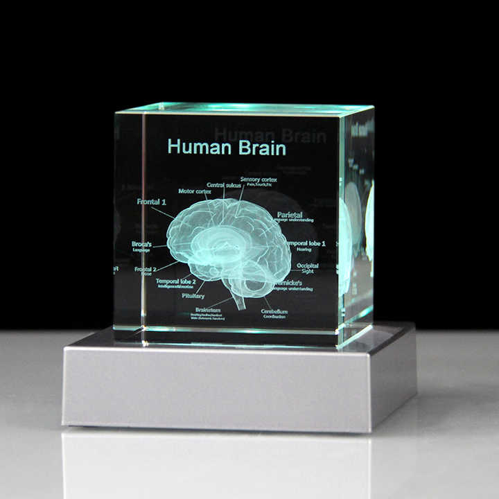 3D Human Brain Anatomy Model - Crystal Cube Engraved Brain