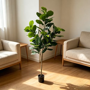190cm Tall Fiddle-leaf fig – Eco-Friendly Plant for Wedding & Event Decoration - Product Image 5