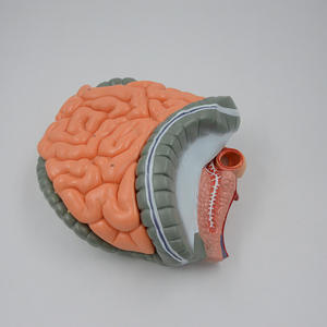 Modelo de enseñanza de la anatomía del intestino grueso del sistema digestivo humano de la ciencia médica del yeyuno humano Ileum Colon - Product Image 4