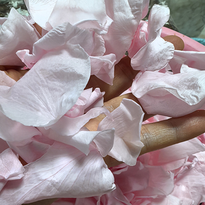 Pétales de rose séchés et préservés de qualité supérieure, 100 % naturels, pour décoration de mariage ou artisanat DIY - Product Image 4