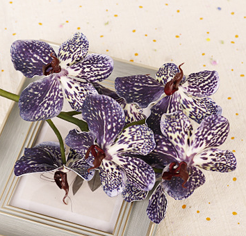 ท้องฟ้าเต็มไปด้วยดวงดาวสีม่วง