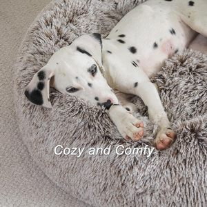 Fabricante Mayorista de Camas para Perros de Felpa con Logotipo Personalizado, Forma de Pata de Oso - Product Image 6