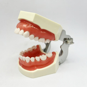 سعر المصنع = للعلوم الطبية لممارسة طب الأسنان 28 نموذج إعداد الأسنان - Product Image 2