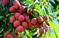Lychee/Litchi/Litchee Vietnam Leverancier Hoge Kwaliteit Beste Prijs-Whatsapp: Ms.Pinky (+ 84) 35 9268 345