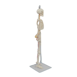 Modelo de esqueleto <span class=keywords><strong>humano</strong></span> de PVC de 85 cm, medio <span class=keywords><strong>cuerpo</strong></span>, <span class=keywords><strong>con</strong></span> músculos coloreados, marcas de origen, nervio espinal <span class=keywords><strong>y</strong></span> disco, <span class=keywords><strong>con</strong></span> soporte colgante para biología <span class=keywords><strong>y</strong></span> ciencia - Product Image 3