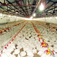 Edificio Prefabbricato Economico in Acciaio per Allevamento, Stalla Metallica per Animali Multipli, Struttura Agricola in Acciaio Resistente