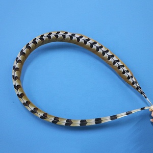 Plumas <span class=keywords><strong>de</strong></span> Cola <span class=keywords><strong>de</strong></span> Faisán Reeves <span class=keywords><strong>de</strong></span> 130 cm, <span class=keywords><strong>Venta</strong></span> al por Mayor, Plumas Crudas con Patrón, Plumas <span class=keywords><strong>de</strong></span> Faisán - Product Image 2