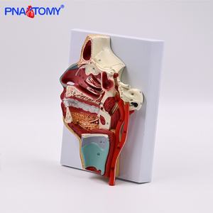 Pnatomy PVC教材 口腔 鼻咽頭 頭蓋神経 血管模型 内側血管神経 血管教育用 - Product Image 4