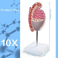 Modelo Anatómico Simulado del Sistema Reproductivo Masculino para Examen Anatómico del Testículo, Especialidad Médica, CE/ISO