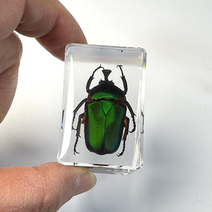 Vente en gros de presse-papiers en résine véritable insecte en résine artisanat spécimen d'insecte presse-papier acrylique pour enfants ressources pédagogiques - Product Image 6