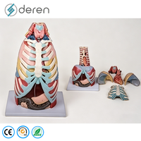 Modèle d'anatomie de la cavité thoracique grandeur nature en silicone souple PVC, cœur et poumons, couleur naturelle, pour les écoles de médecine et les universités
