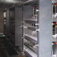 Équipement d'élevage intelligent de haute qualité pour poulets de chair en batterie, cage argentée automatique pour ferme avicole en Afrique du Sud
