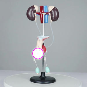 Sistema urogenitale maschile sistema di riproduzione dei genitali e urinari dei reni della vescica renale - Product Image 4