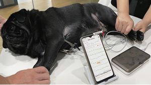 Thú Y nghỉ ngơi ECG và holter ECG mặc 6 chì 2 trong 1 dấu hiệu quan trọng giám sát động vật vật nuôi nhịp tim điện tâm đồ - Product Image 2