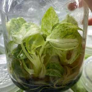 Filodendro Giganteum Blizzard Variegato all'Ingrosso, <span class=keywords><strong>Piante</strong></span> Tropicali Rare per Vivai e Collezionisti - Product Image 3