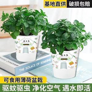 Plantas grandes de menta en maceta son comestibles, aromáticas y repelentes de mosquitos en interiores, absorben formaldehído en la sala de estar, y - Product Image 4