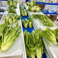 Machine d'emballage automatique haute productivité pour oreillers, avec dispositif de perforation, pour légumes frais, fruits, vêtements, destinée aux sacs en film