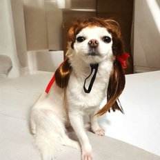 Di lusso cucciolo di pelo di cane parrucca invernale in cotone e poliestere ornamenti per Halloween simpatico accessorio stile animale WFFND3O - Product Image 1