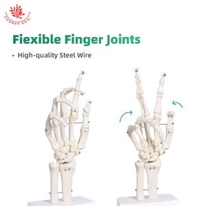 जीवन का आकार चिकित्सा विज्ञान शरीर रचना मानव शरीर हाथ संयुक्त मॉडल FRT031-1 सभी हाथ की हड्डी संरचनाओं को स्थानांतरित कर सकते हैं - Product Image 5