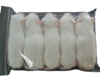 Rats nourriciers surgelés riches en nutriments de qualité supérieure pour serpents lézards tortues grenouilles chats oiseaux de proie-disponible en tailles Pinkie à Jumbo