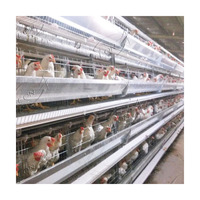 Cage à poules de haute qualité pour l'Inde