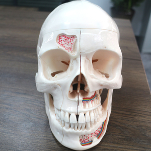 Modelo de calaveras dentales de Anatomía de Mandíbula humana para odontología - Product Image 4
