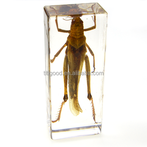 Espécimen Real Insecto <span class=keywords><strong>Insectos</strong></span> Araña Taxidermia Acrílico <span class=keywords><strong>Mantis</strong></span> Resina Espécimen Pisapapeles <span class=keywords><strong>Insectos</strong></span> en Resina Juguetes Educativos Regalo - Product Image 2