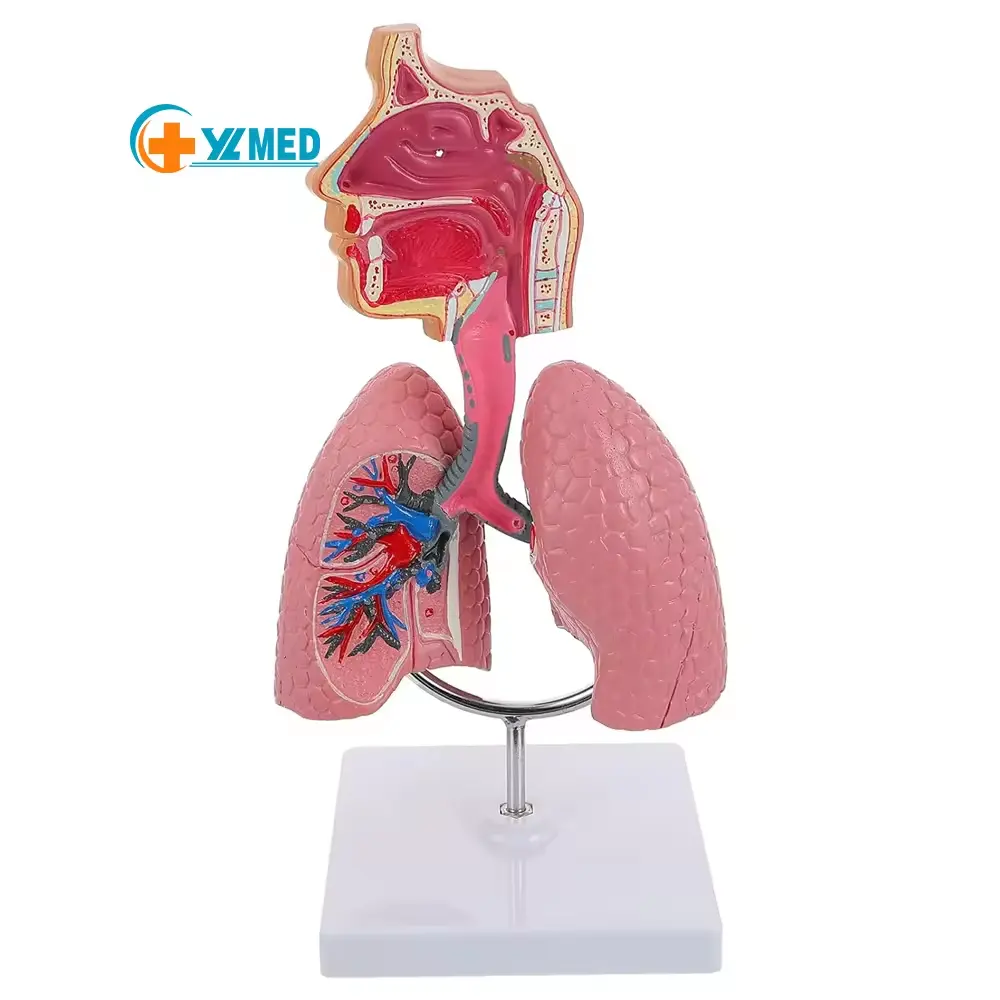 Scienza medica modello di anatomia nasale e della gola umana più attrezzature per risorse didattiche modello di sistema polmonare e respiratorio