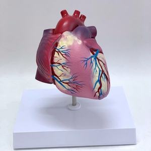 Modelo de Anatomía del Corazón Humano de Alta Calidad, Corazón Grande Natural para Enseñanza - Product Image 3
