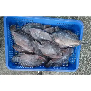 Usine à bas prix poisson congelé tilapia poisson ikan tilapia pescado tilapia niloticus fournisseur