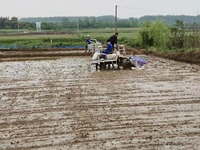 Offre Spéciale riz transplanter monté 8-10 rangées riz rabotage machine paddy semoir pour vente