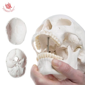 Modelo anatómico 85CM colgante básico hueso blanco puro con raíz nerviosa ciencia médica - Product Image 2