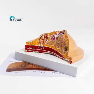 Modelo de Anatomía de Sección Transversal de Seno con Características Patológicas, Estructura de la Glándula Mamaria para la Enseñanza de Biología - Product Image 1