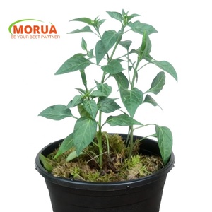 Macetas de Plástico Negras Resistentes a la Intemperie y Ecológicas <span class=keywords><strong>para</strong></span> Jardín, Uso en Exteriores, Rosas, Vegetales/Macetas - Product Image 6