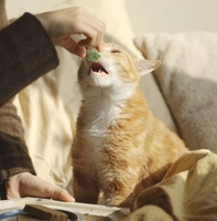 Friandises dentaires pour chats de taille moyenne au poulet et à la viande pour l'hygiène bucco-dentaire quotidienne, nettoyage des dents et santé digestive