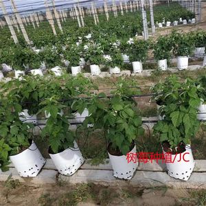 Sacs de culture pour plantes de 2 ou 5 gallons Outils de jardinage pour la maison Sac de plantation de 7 gallons de 10 gallons Pots en tissu pour fleurs et arbres fruitiers - Product Image 3