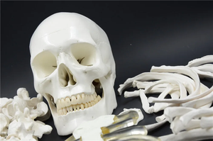 แบบจำลองกระดูกของมนุษย์170ซม. วัสดุพีวีซีแบบจำลองกระดูกหลวมวิทยาศาสตร์ทางการแพทย์ใช้สำหรับการทดลอง - Product Image 5