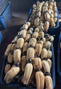 Hoa sen tươi chất lượng cao của Trung Quốc cây trồng mới tươi Lotus gốc - Product Image 2