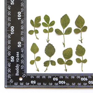 Feuilles de <span class=keywords><strong>fraise</strong></span> sauvage séchées et pressées naturelles pour le scrapbooking, la création de cartes, la décoration artisanale, véritable spécimen végétal - Product Image 6