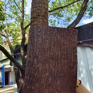 Nhà Hoặc Văn Phòng Trang Trí Nội Thất Nhựa Trong Nhà Bonsai Thông Bảng Cây Hoa Loại Cây Nhân Tạo Với Anted Chi Nhánh - Product Image 6