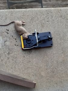 Piège à <span class=keywords><strong>souris</strong></span> réutilisable à <span class=keywords><strong>action</strong></span> rapide professionnel Piège à rongeurs Piège à <span class=keywords><strong>souris</strong></span> sensible pour intérieur et extérieur - Product Image 5