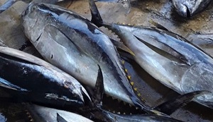 Hot Sell Bulk Frozen Yellow Fin Tuna <b>Fish</b> with IQF Freezing Process and Vacuum Pack for Wholesale Buyers - Product Image 4