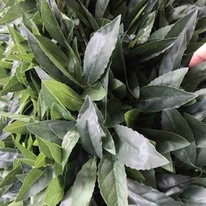 Feuilles de <span class=keywords><strong>Laurier</strong></span> Artificielles de Haute Qualité Effet Naturel, 50cm-200cm, en Plastique, pour la Culture du Thé Turc et les Musées - Product Image 3