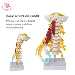 <span class=keywords><strong>Model</strong></span> otot tengkuk canggih sains medis anatomi manusia tulang belakang tengkuk <span class=keywords><strong>Model</strong></span> W/batang otak - Product Image 6
